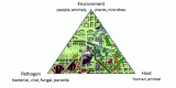 pyramid with Environment (people, animals, plants, microbes) on top; in the left corner Pathogen (bacterial, viral, parasite); in the right corner Host (human, animal)