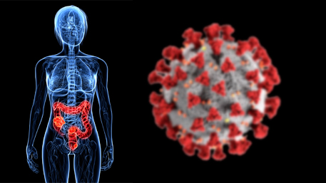 a figure with the colon highlighted and a COVID-19 virus