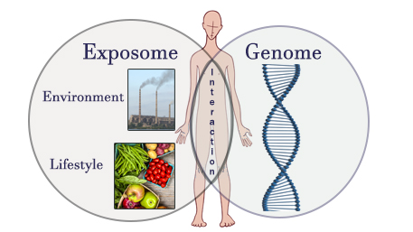 a body with two circles overlayed - circle 1: Genome with an image of a double helix - Exposome with Environment with an image of smoke stacks - Lifestyle with veggies and fruit - Intersections of the 2 circles: Interactions