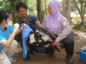 Collecting blood and nasal swab specimens from poultry in Khao Pratap Chang Wildlife Sanctuary, Ratchaburi province