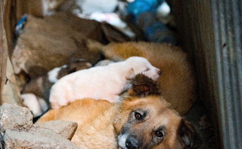 Street dog with puppies in Addis Ababa.