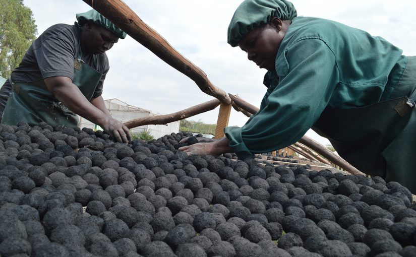 Charcoal briquettes manufactured from human waste in East Africa