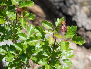 LSU AgCenter - Can you identify these plants? Three of them poison ivy, poison  oak and poison sumac can cause an allergic reaction on the skin of most  people who touch them