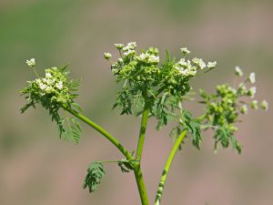 Outsmarting Poison Ivy and Other Poisonous Plants