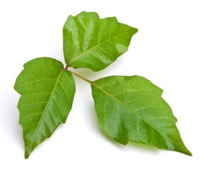LSU AgCenter - Can you identify these plants? Three of them poison ivy, poison  oak and poison sumac can cause an allergic reaction on the skin of most  people who touch them