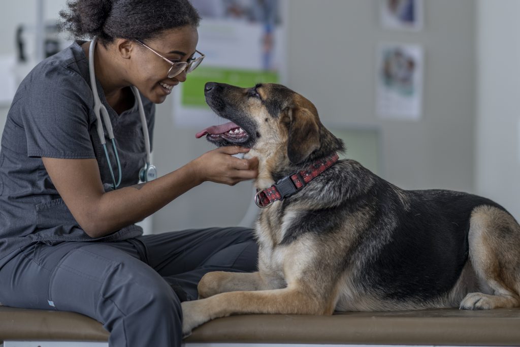 Dog with veterinarian tech