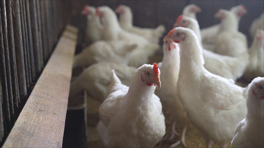 chickens in a barn