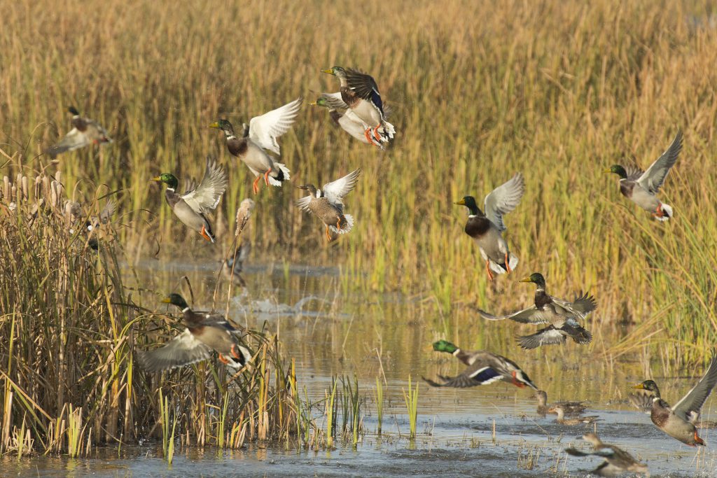 A flock of ducks flushing from a wetland