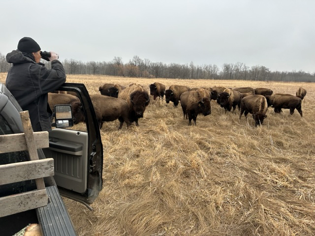 The photo shows a buffalo worker looking at a herd of buffalo from the passenger side of a pickup truck. 