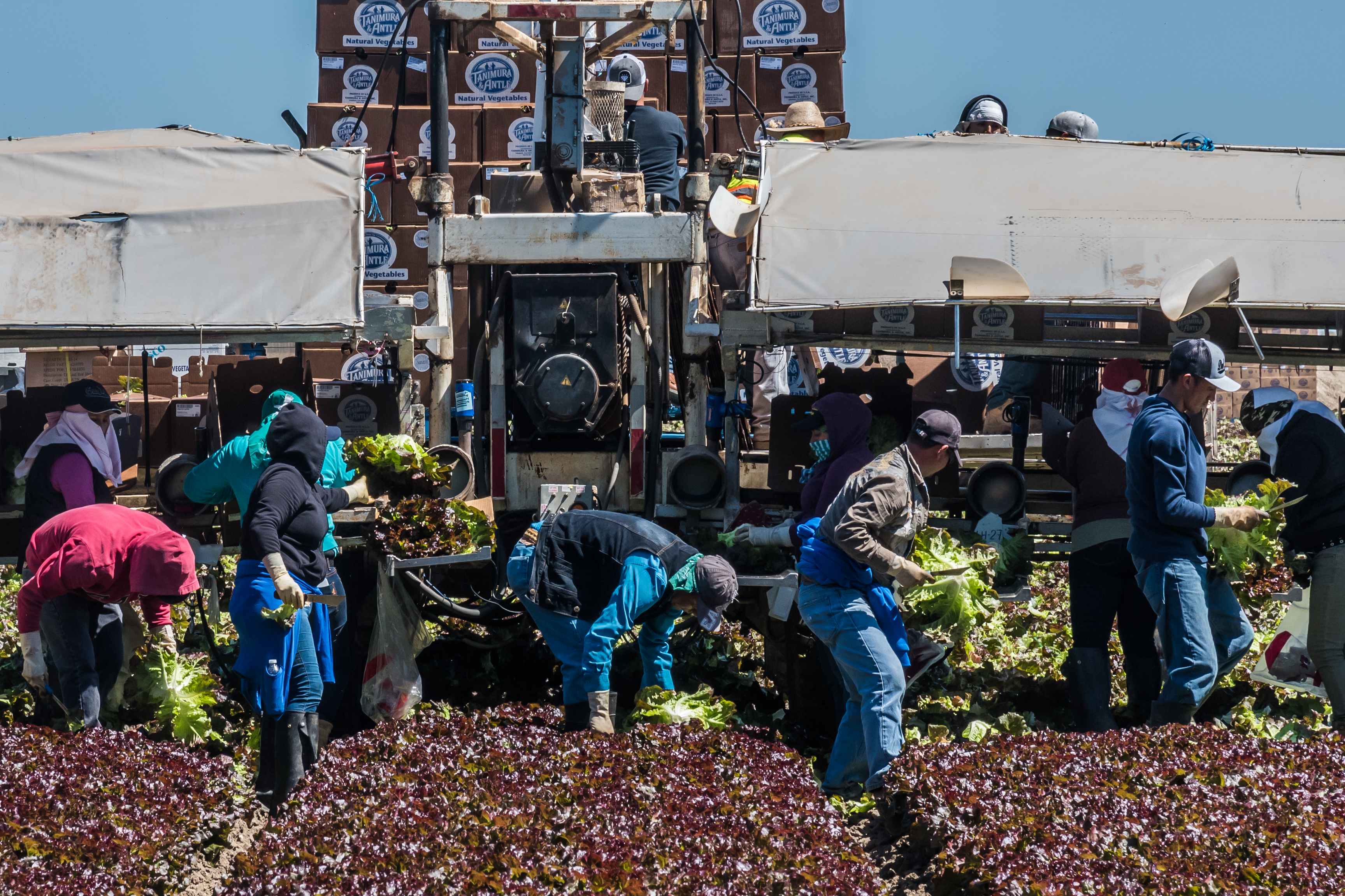 Farmworkers harvest red lettuce at a rapid pace in California. Workers bend down repeatedly to cut heads of lettuce with a knife. They then place each head onto a conveyer belt to be bundled and packaged. Each worker is wearing long sleeves, a hood or hat, gloves, and long pants to protect from the sun. 