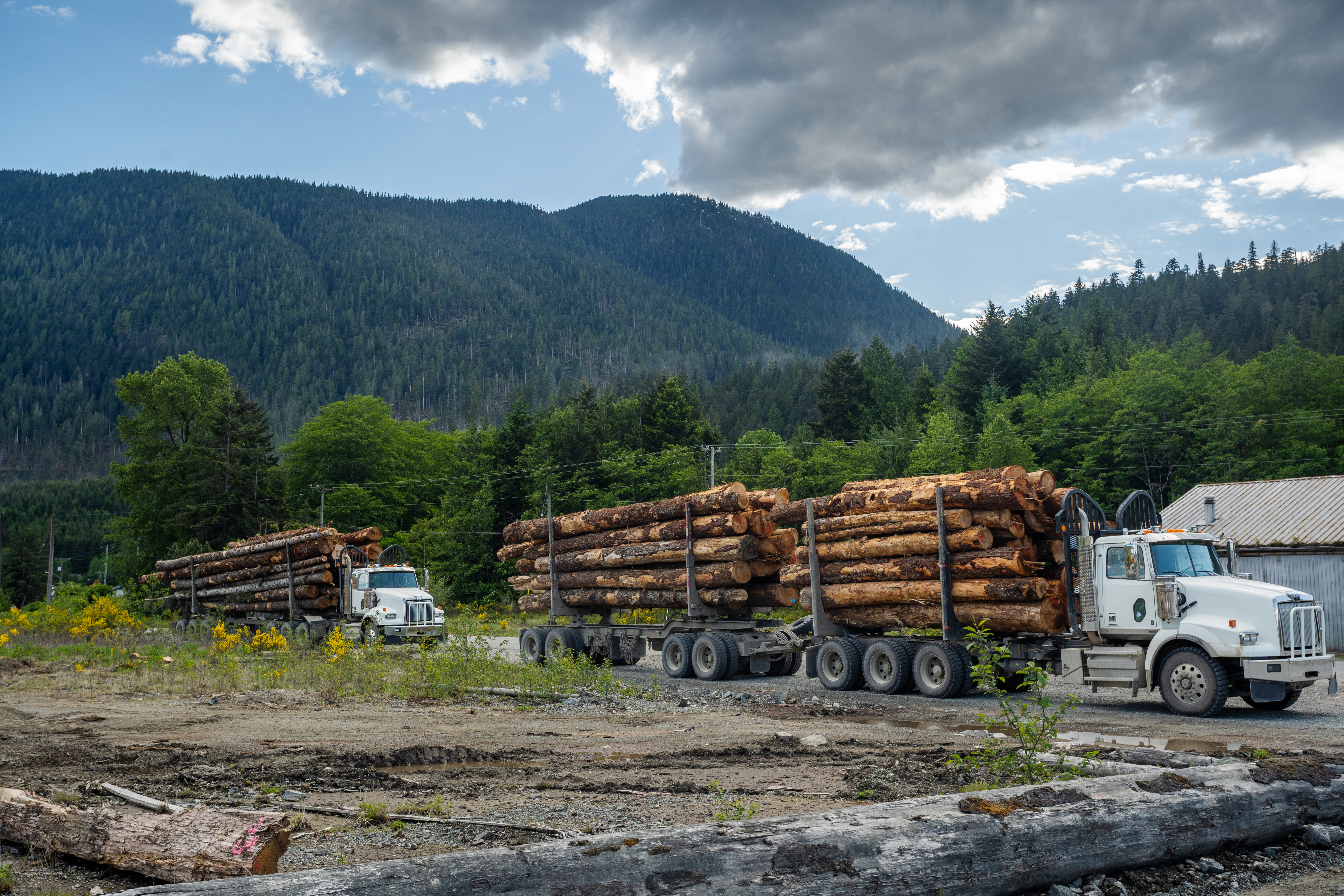 Loaded logging trucks with mountains in the background