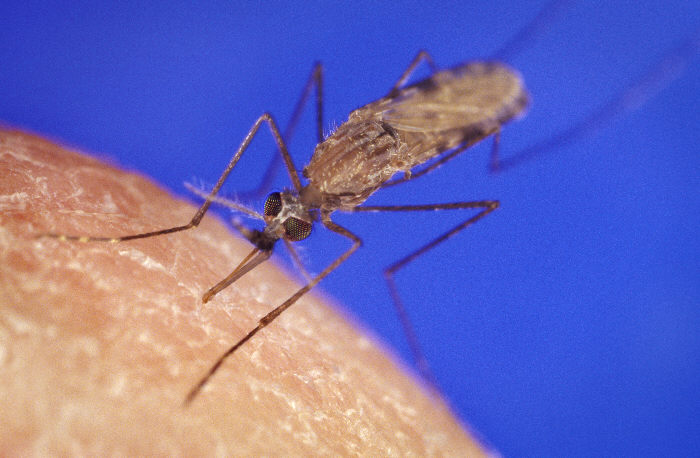up close picture of a mosquito biting a human