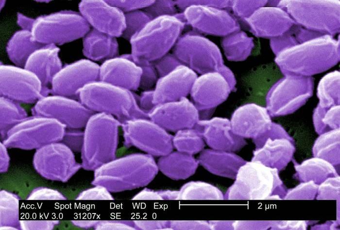 Microsopic view of anthrax spores