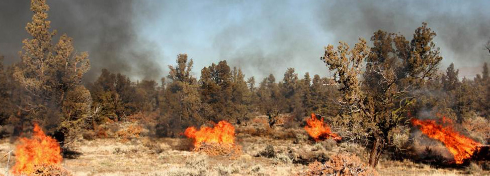 Wildfires burning brush and trees