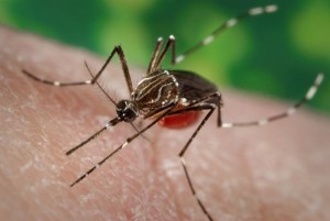 Aedes aegypti mosquito species