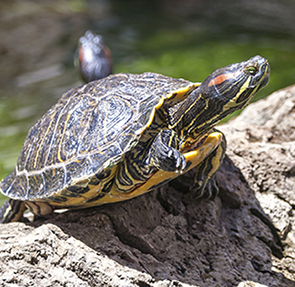 turtle sunbathing on a rock