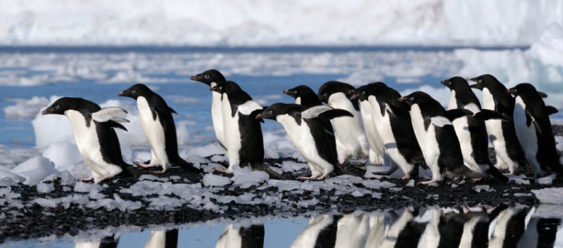 Group Adelie penguins going to the water.