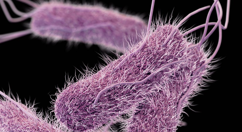 Illustration of Salmonella bacteria.