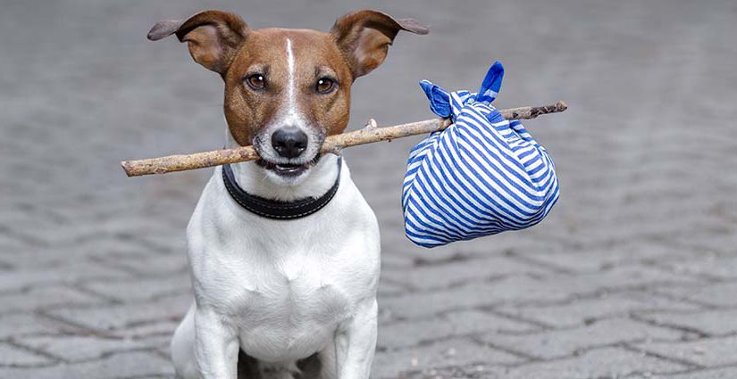 dog with a stick and a bag