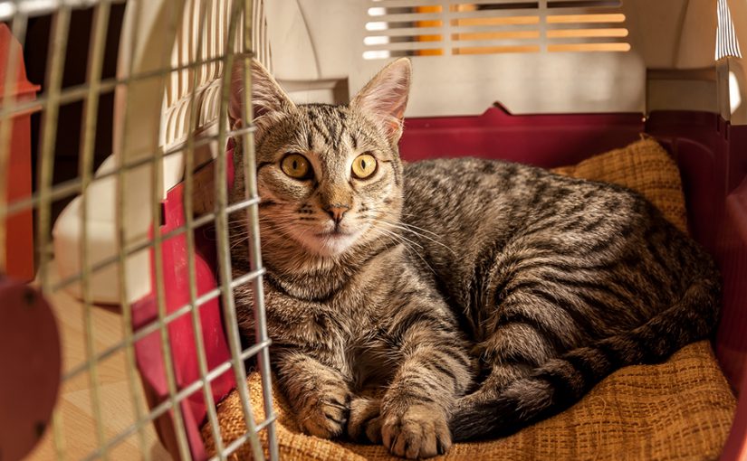 Grey adult cat resting inside a pet carrier.