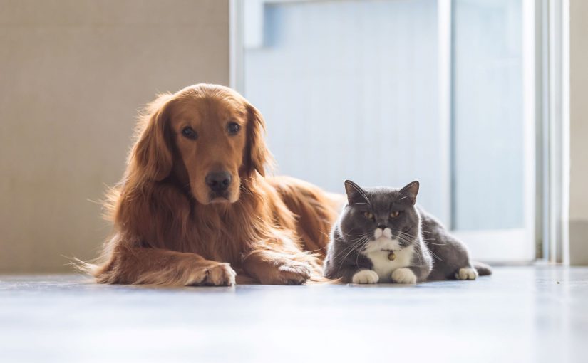 Golden retriever laying on ground next to cat