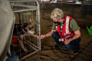 Red Cross volunteer Gaenor Speed feeds a dog in a carrier.