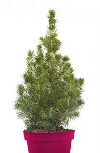 Consider buying a living tree you can plant outside or keep as a houseplant after the holidays.