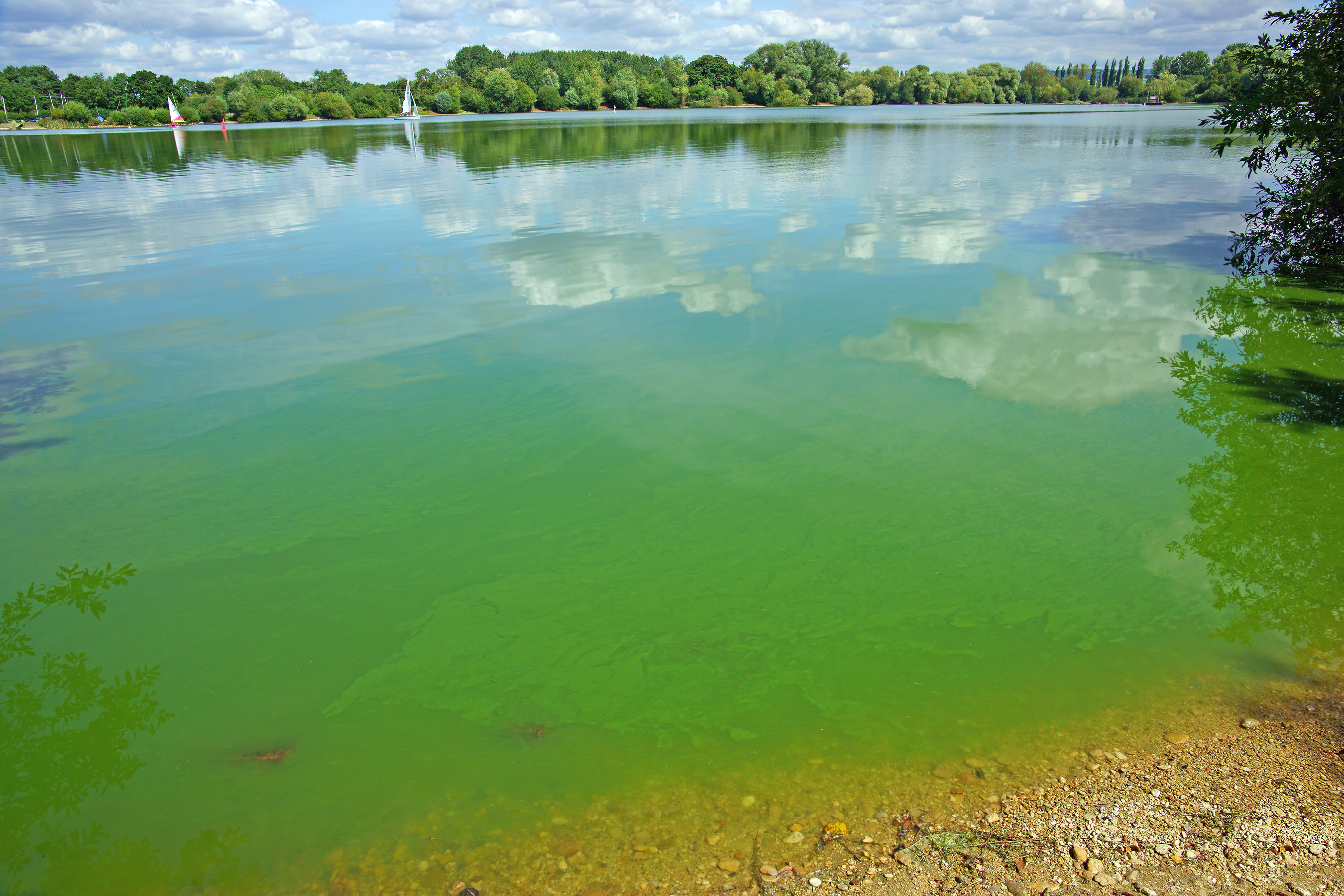 Staying Safe from Cyanobacteria (Blue-green Algae) in Fresh Water, Blogs