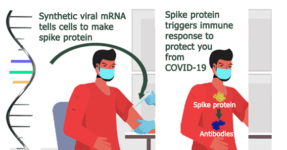 Synthetic viral mRNA tells cells to make spike protein which is being injected. The Spike protein triggers immune response to protect you from COVID-19