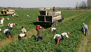 workers in a field