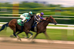 jockeys racing horses