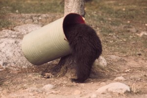 Black bear routes through trash can