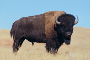 bison