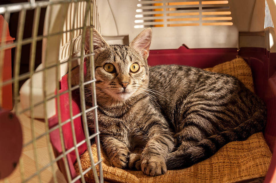 Grey adult cat resting inside a pet carrier.