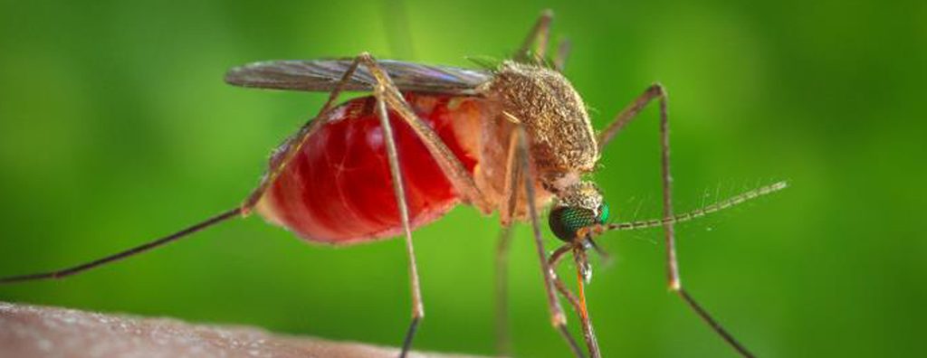 This is an enlarged view of a female Culex quinquefasciatus mosquito that had landed upon the skin of a human host, and was extracting its blood meal through its needle sharp proboscis. You’re able to see from this right anterior-oblique view, her enlarged, red-colored abdomen, as it became distended with blood. C. quinquefasciatus is known as one of the many arthropodal vectors responsible for spreading the arboviral encephalitis, West Nile virus (WNV), to human beings through their bite.