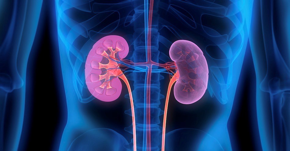 Artistic illustration of kidneys inside the human body