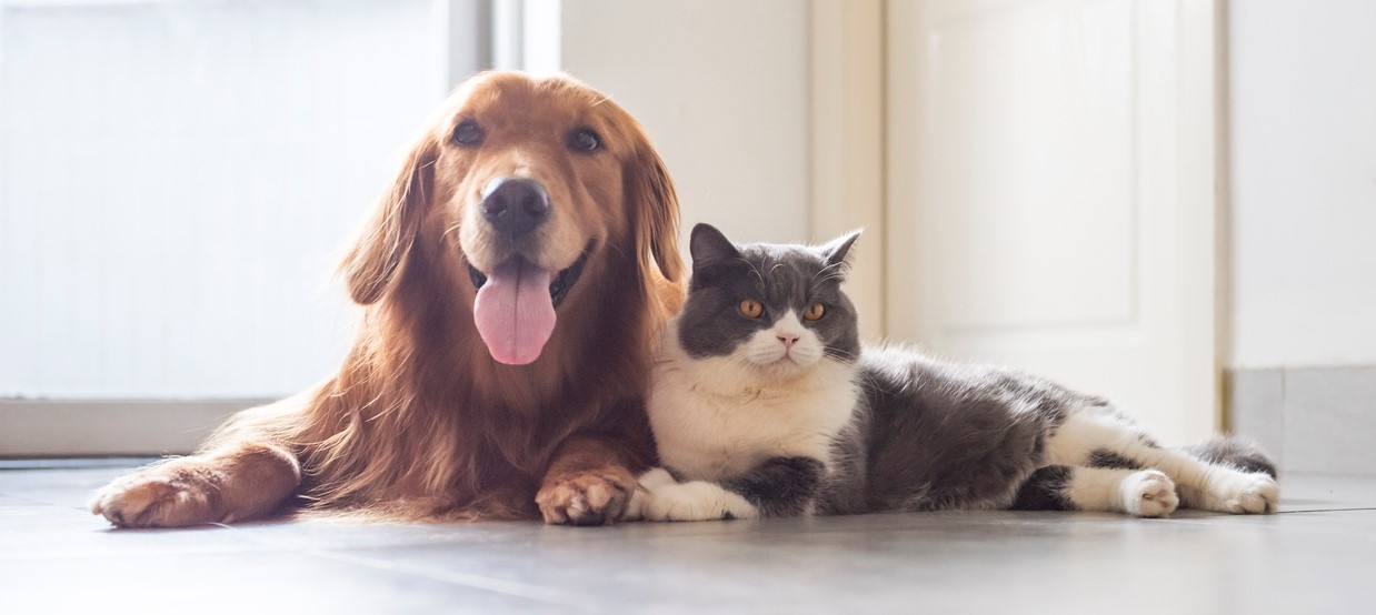 Everything You Need to Know About Getting a Cat and Dog