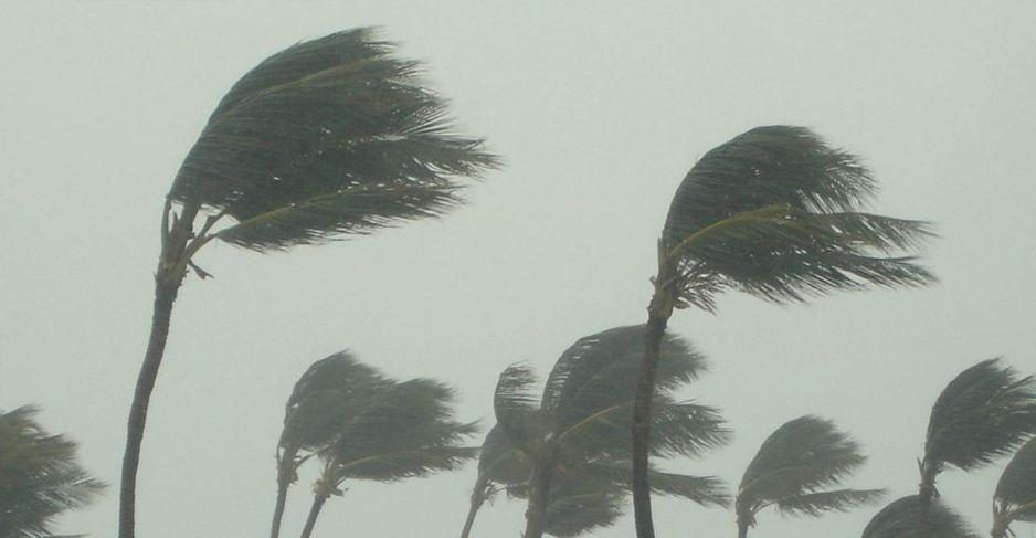 Palm trees bending in strong winds.