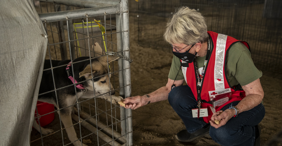 A woman in a mask shakes the paw of a dog in a cage.