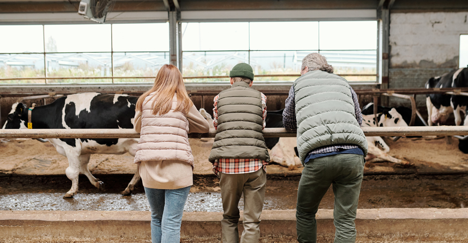 Family looking at cows